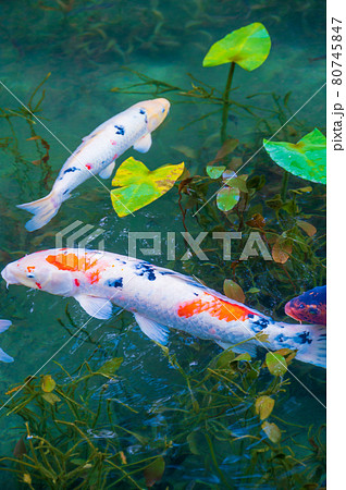 紅葉が美しい、名もなき池　通称（モネの池） 80745847