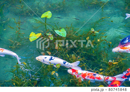 紅葉が美しい、名もなき池　通称（モネの池） 80745848