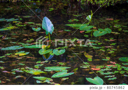 紅葉が美しい、名もなき池 通称(モネの池) 紅葉が美しい、名もなき池 通称(モネの池) 80745862
