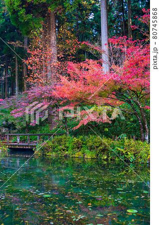 紅葉が美しい、名もなき池 通称(モネの池) 紅葉が美しい、名もなき池 通称(モネの池) 80745868
