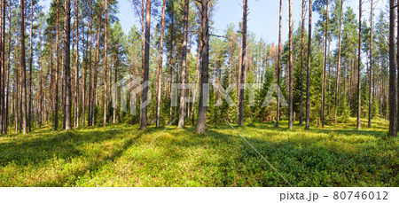 Summer pine forest panorama Summer pine forest panorama 80746012