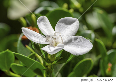 White spider on white flower, close up White spider on white flower, close up 80746322