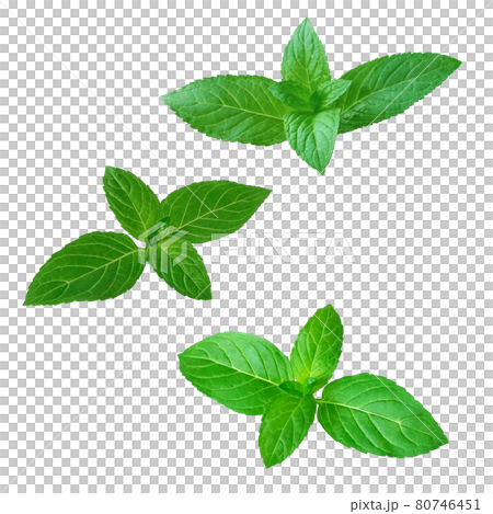 Mint Leaf Peppermint Illustration Real Set Stock Illustration