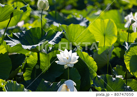白い蓮の花 白い蓮の花 80747050