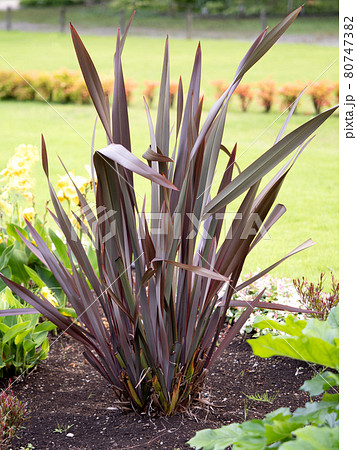 ニューサイラン 80747382