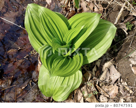 達居森の植物　早春の山野のコバイケイソウ 80747591