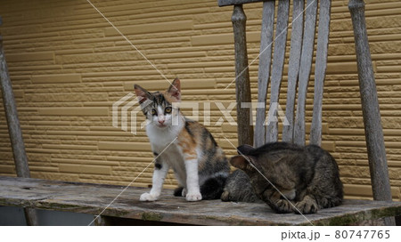 のらねこ のらねこ 80747765