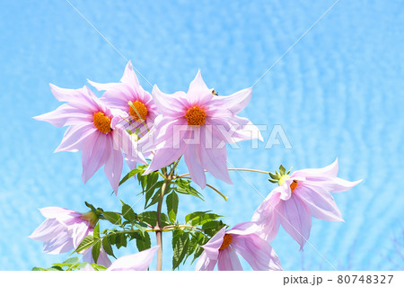 皇帝ダリアと波状雲 皇帝ダリアと波状雲 80748327