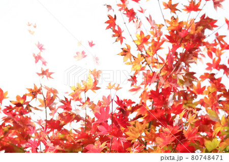 秋のモミジ　白バック 80748471