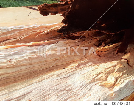 雷が落ちて割けた木の断面の写真素材 [80748581] - PIXTA
