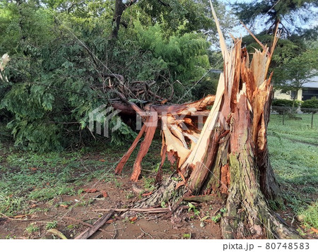 雷が落ちて割けた木の断面の写真素材 [80748583] - PIXTA