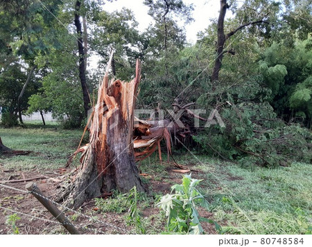 雷が落ちて割けた木の断面 雷が落ちて割けた木の断面 80748584