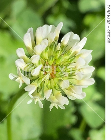 たんぽぽ 咲きかけの花 たんぽぽ 咲きかけの花 80748601