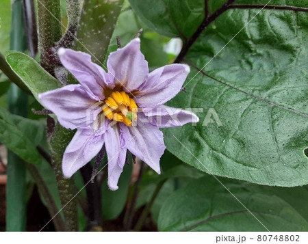 なすの花の接写 なすの花の接写 80748802