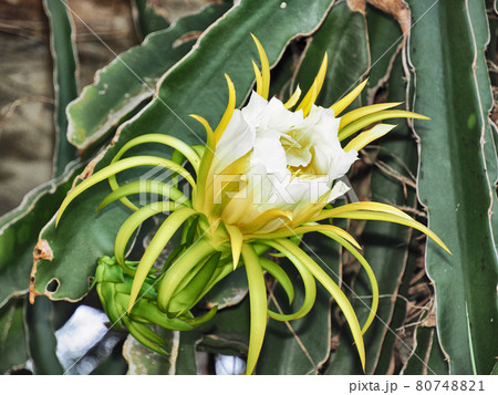 Night-blooming cereus flower  80748821