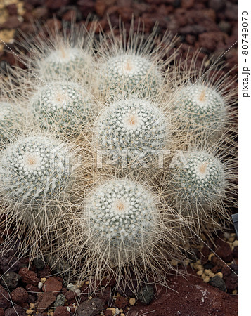 サボテン　マミラリア 80749070