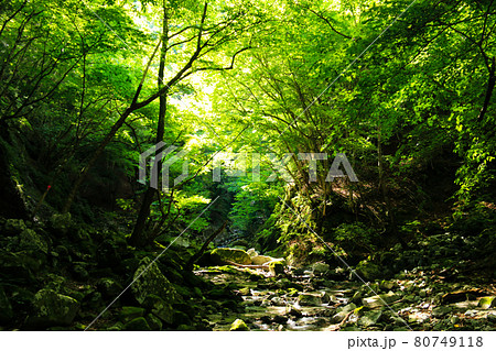 西丹沢の夏 西沢沢歩き 西丹沢の夏 西沢沢歩き 80749118