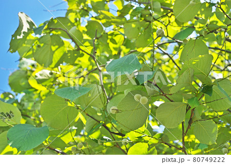 白っぽいハクウンボクの実 白っぽいハクウンボクの実 80749222