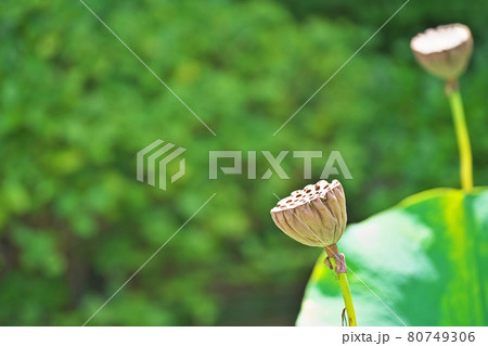 ハスの花托 実 の写真素材
