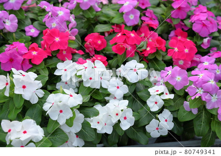 ニチニチソウの花 ニチニチソウの花 80749341