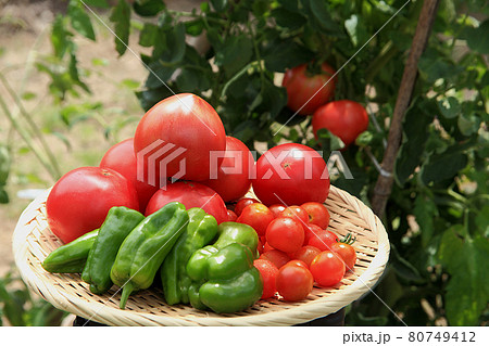 家庭菜園 家庭菜園 80749412