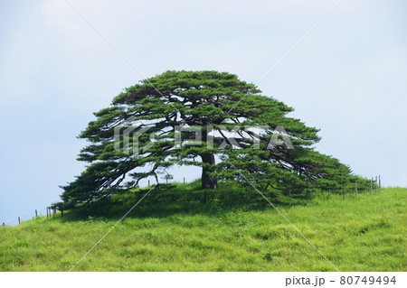池尻の唐傘松 80749494