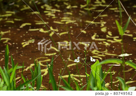 ヘラオモダカ 11 80749562