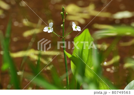 ヘラオモダカ 12 80749563