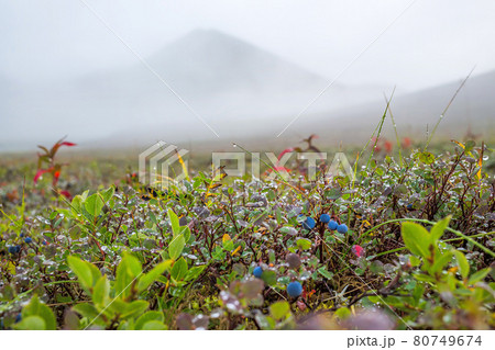 Blueberries (Vaccinium uliginosum) in the tundra on the background of mountains. 80749674