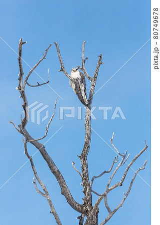 Gyrfalcon sits on the branches of a tree. 80749678