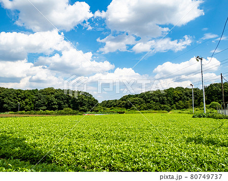 お茶の名産地の景色　みずみずしい若葉の狭山茶 80749737