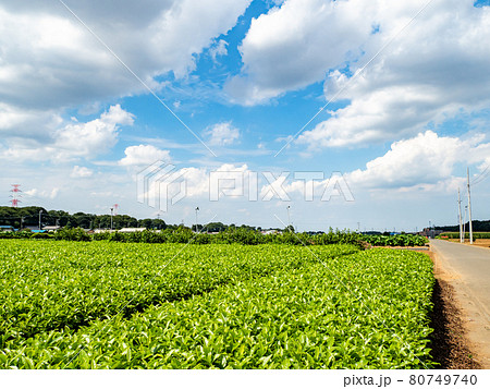 お茶の名産地の景色　みずみずしい若葉の狭山茶 80749740