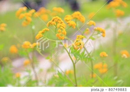 カレープラントの花 カレープラントの花 80749883