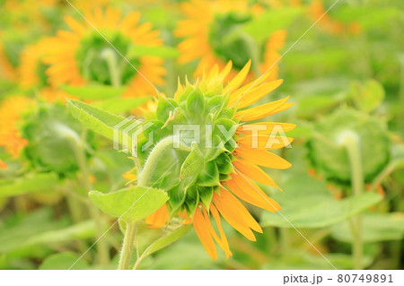 ヒマワリの花 ヒマワリの花 80749891