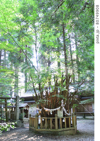 幣立神社 天神木「高千穂」 80749908