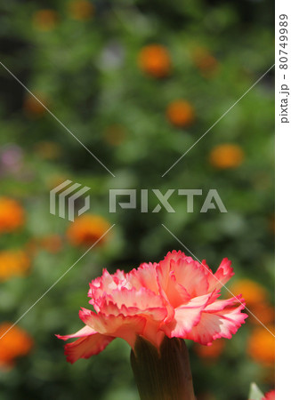 Carnaitions, Dianthus carophyllus with orange Lantana Shallow DOF Carnaitions, Dianthus carophyllus with orange Lantana Shallow DOF 80749989