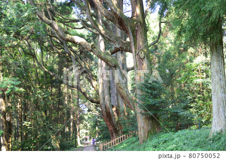 幣立神社の森の五百枝杉 幣立神社の森の五百枝杉 80750052