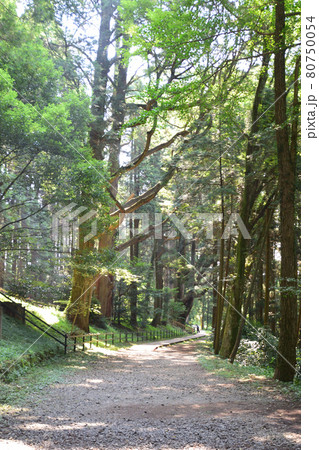幣立神社と幣立神社の森 幣立神社と幣立神社の森 80750054