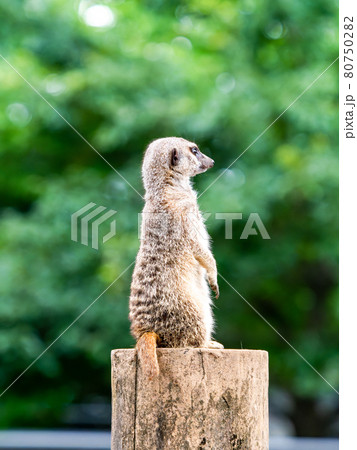 可愛く楽しいミーアキャットの姿 見張り番 可愛く楽しいミーアキャットの姿 見張り番 80750282