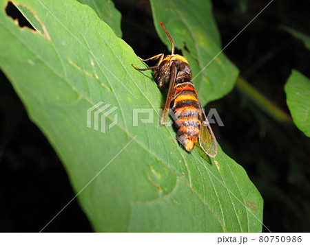 スズメバチに擬態のクビアカスカシバ 80750986