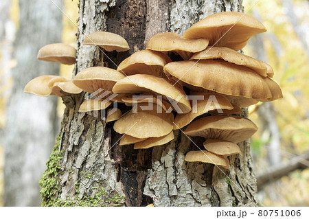 ムキタケ 札幌市 ムキタケ 札幌市 80751006