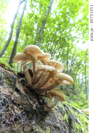 ナラタケ　札幌市 80751051