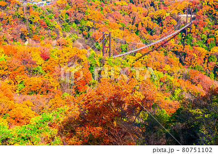 府民の森 ほしだ園地の紅葉と吊り橋 80751102