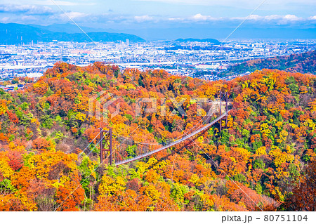 府民の森 ほしだ園地の紅葉と吊り橋 80751104
