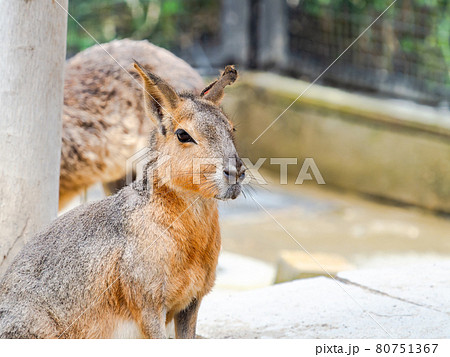 かわいいマーラの姿の写真素材