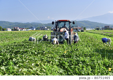 夏の北海道厚沢部町でかぼちゃの収穫作業の風景を撮影 夏の北海道厚沢部町でかぼちゃの収穫作業の風景を撮影 80751465