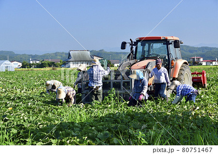夏の北海道厚沢部町でかぼちゃの収穫作業の風景を撮影 夏の北海道厚沢部町でかぼちゃの収穫作業の風景を撮影 80751467