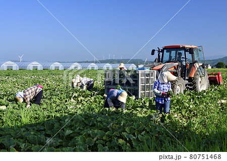 夏の北海道厚沢部町でかぼちゃの収穫作業の風景を撮影 夏の北海道厚沢部町でかぼちゃの収穫作業の風景を撮影 80751468