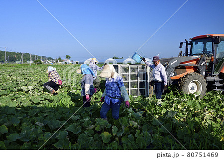 夏の北海道厚沢部町でかぼちゃの収穫作業の風景を撮影 夏の北海道厚沢部町でかぼちゃの収穫作業の風景を撮影 80751469