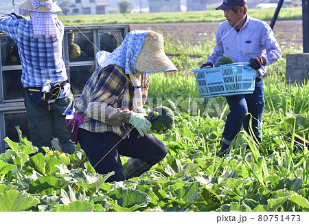 夏の北海道厚沢部町でかぼちゃの収穫作業の風景を撮影 夏の北海道厚沢部町でかぼちゃの収穫作業の風景を撮影 80751473
